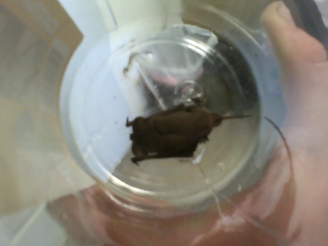 bat